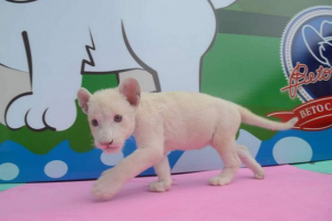 Biały lionok urodził się w brazylijskim zoo